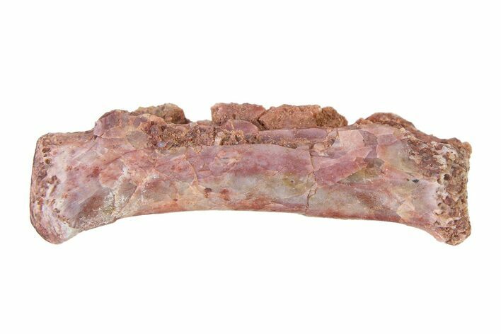 Triassic Fossil Avemetatarsalian (Dromomeron) Vertebra - Texas #322745